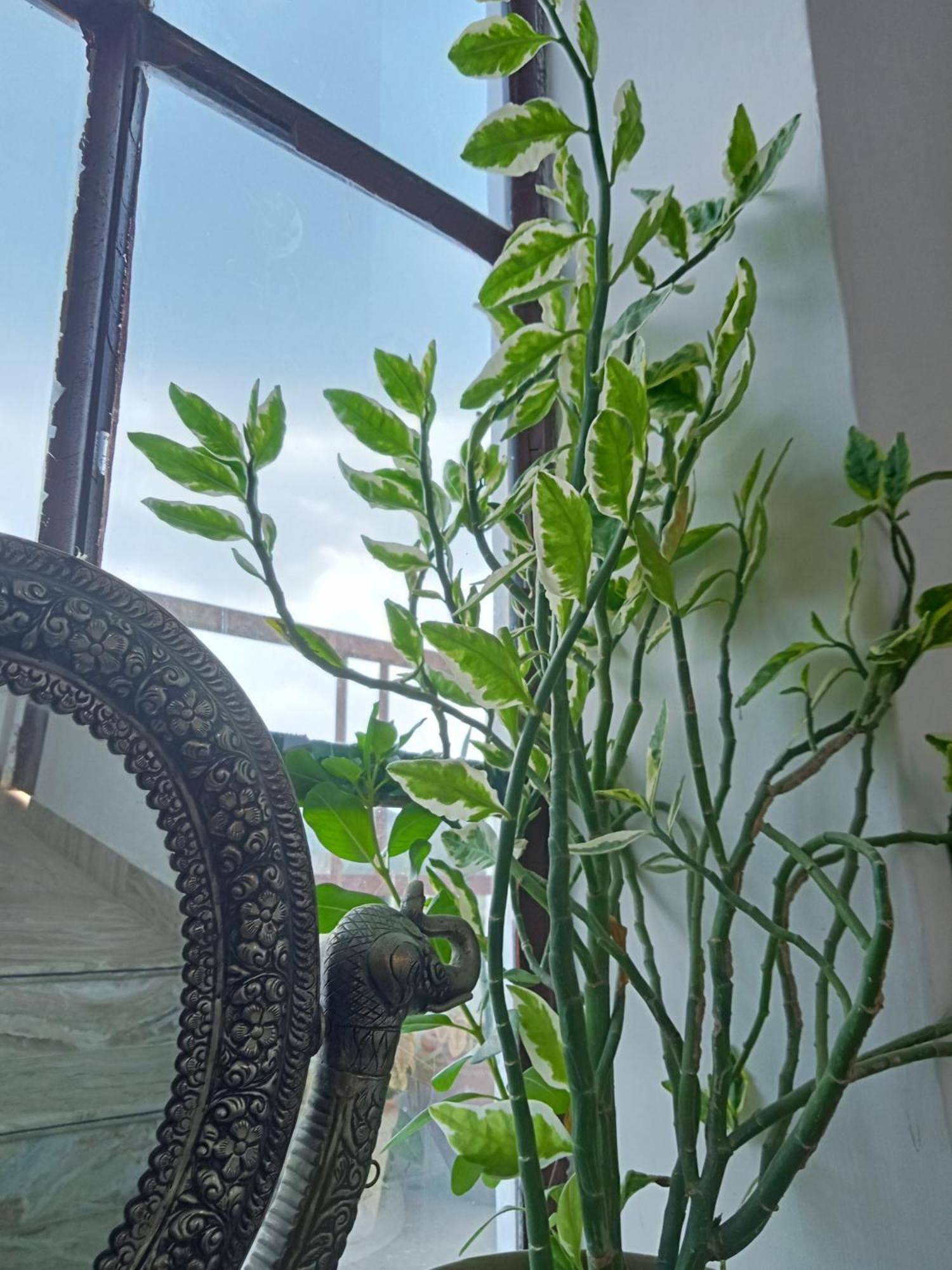 Cocoon Auberge Джайпур Екстериор снимка